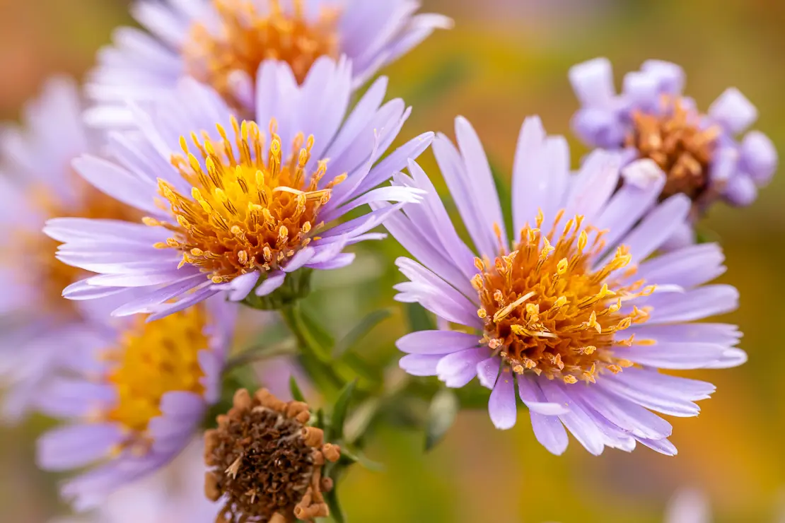 Aster ericoides